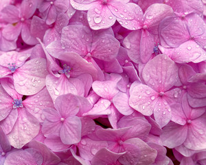 Naklejka na ściany i meble vibrant pink hortensia flower petals closeup, natural seamless pattern