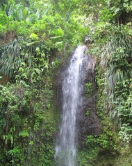 cascade tropicale de Sainte-Lucie dans  un écrin de flore verdoyant