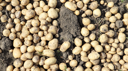 Freshly dug Riviera potatoes lie a lot on the ground in the garden. Obtained by crossing Minerva and Alkmaria. It is intended for sale on the market of early potatoes and for sale in washed form.