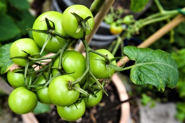 Vorfreude des Kleingärtners - Grüne  , unreife, biologisch angebaute Gartentomaten