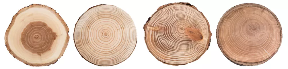 Foto auf Alu-Dibond Holzscheibe Querschnitt mit Baumringen auf weißem Hintergrund. Satz Baumringscheibe, Stumpfrund. © Tryfonov