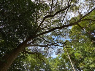 Fototapeta premium 自然と空の融合