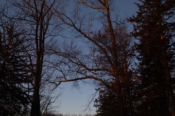 trees at sunset