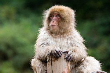 ニホンザルの自由で楽しい暮らしのポートレート 猿のかわいい姿
