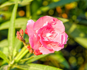 vibrant pink oleander flowers close up in the garden