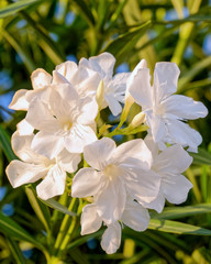 white oleander flowers close up in the garden