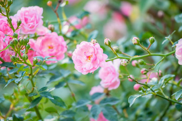 Naklejka na ściany i meble Beautiful pink roses flower in the garden