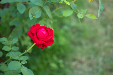 Beautiful red roses flower in the garden