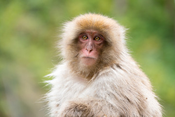 ニホンザルの自由で楽しい暮らしのポートレート 猿のかわいい姿
