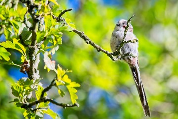 Long tailed Tit siting on the tree