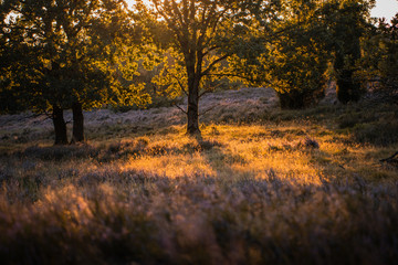 Fototapeta na wymiar Coloful orange landscape with trees and grass fields in the countryside and beautiful summer sunset light. Lüneburger Heide, Lüneburg Heath in Lower Saxony, Germany