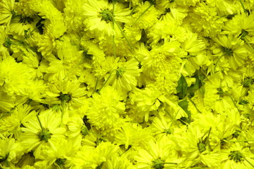 yellow flowers background