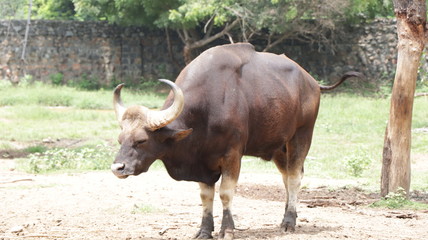 buffalo in the wild