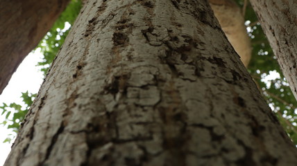 trunk of a tree
