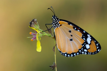 Monarch, Danaus plexippus is a milkweed butterfly (subfamily Danainae) in the family Nymphalidae butterfly in nature habitat.