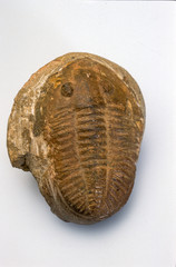 focile, Trilobite, Trilobita, Dalmanites, Dalmanitidae, Ordovicien, Europe