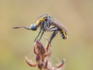 fly on a leaf