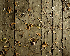Dead brown leaves and stems scattered on a wooden walkway - 372289338