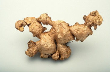 Gingembre, Zingiber officinale