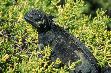 Iguane marin des Galapagos Amblyrhynchus cristatus, Archipel des Galapagos, Equateur,