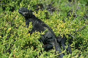 Iguane marin des Galapagos Amblyrhynchus cristatus, Archipel des Galapagos, Equateur,