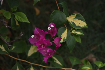 purple flower