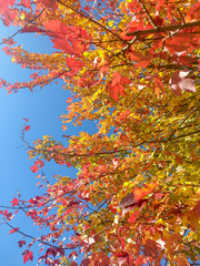 Red, yellow, orange and green leaves on a tree in the fall with blue sky. - 372289555