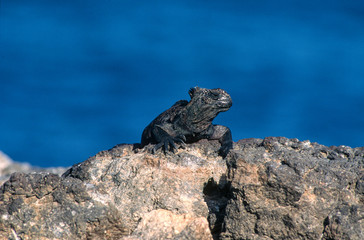 Iguane marin des Galapagos Amblyrhynchus cristatus, Archipel des Galapagos, Equateur,