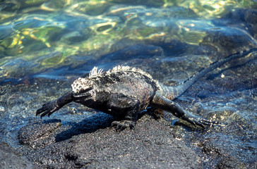 Iguane marin des Galapagos Amblyrhynchus cristatus, Archipel des Galapagos, Equateur,