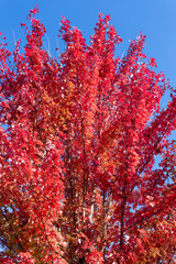 Fiery red fall maple leaves with a clear blue sky. - 372289779
