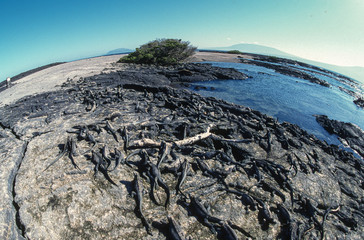 Iguane marin des Galapagos Amblyrhynchus cristatus, Archipel des Galapagos, Equateur,