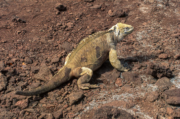 iguane terrestre de Santa Fe, Conolophus pallidus, Archipel des Galapagos, Equateur