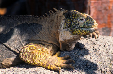Iguane terrestre des Galapagos, Conolophus subcristatus, Archipel des Galapagos, Equateur