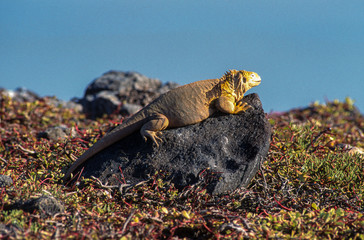 Iguane terrestre des Galapagos, Conolophus subcristatus, Archipel des Galapagos, Equateur