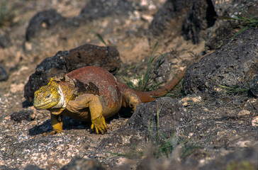 Iguane terrestre des Galapagos, Conolophus subcristatus, Archipel des Galapagos, Equateur