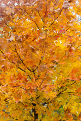 Yellow fall leaves on a tree - 372289974