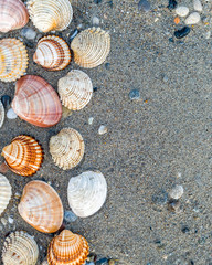 collection of sea shells on dark wet sand beach natural textured background