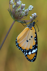 Monarch, Danaus plexippus is a milkweed butterfly (subfamily Danainae) in the family Nymphalidae butterfly in nature habitat.