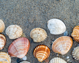collection of sea shells on dark wet sand beach top view  closeup, space for text