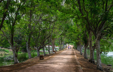 Fototapeta premium Fantastic white trees in Rama Public Park, Ayutthaya, Thailand