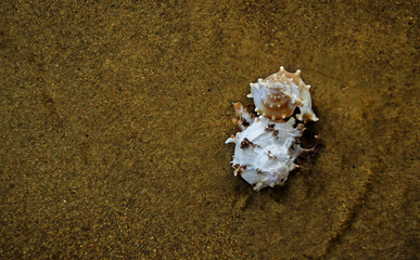 Close up of beach sand with sea shells. Conch shells at the beach, selective focus. Coast background