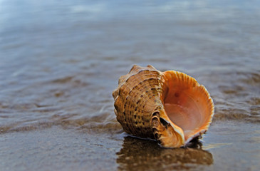 Close up of beach sand with sea shells. Conch shells at the beach, selective focus. Coast background