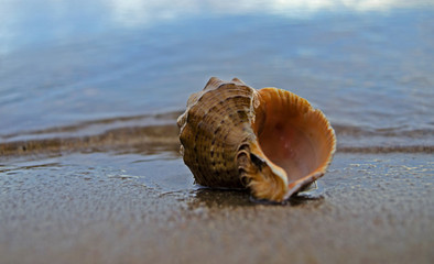 Close up of beach sand with sea shells. Conch shells at the beach, selective focus. Coast background