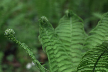 Fern with curled leaf ends in the park on a summer day