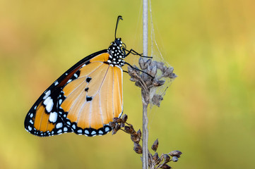 Monarch, Danaus plexippus is a milkweed butterfly (subfamily Danainae) in the family Nymphalidae butterfly in nature habitat.