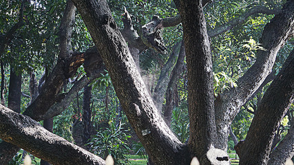 Fototapeta premium Fascinating Branch of a Tree at Cubbon Park, Bangalore, India. 