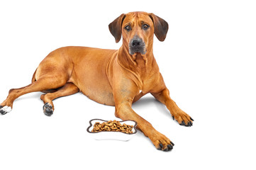 Dog laying near a bowl of dry kibble food. Dog and a bowl of dry kibble food over white background. Feeding dog. Hungry dog
