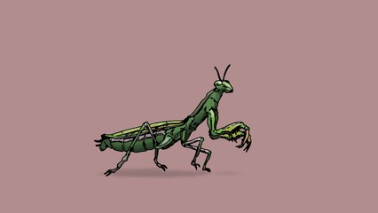 praying mantis