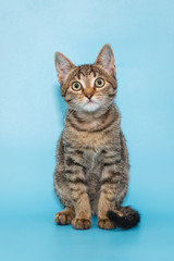Portrait of a beautiful gray kitten