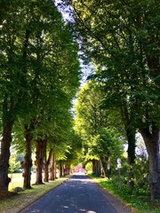Allee zum Gut Hasselburg in Altenkrempe (Schleswig-Holstein)